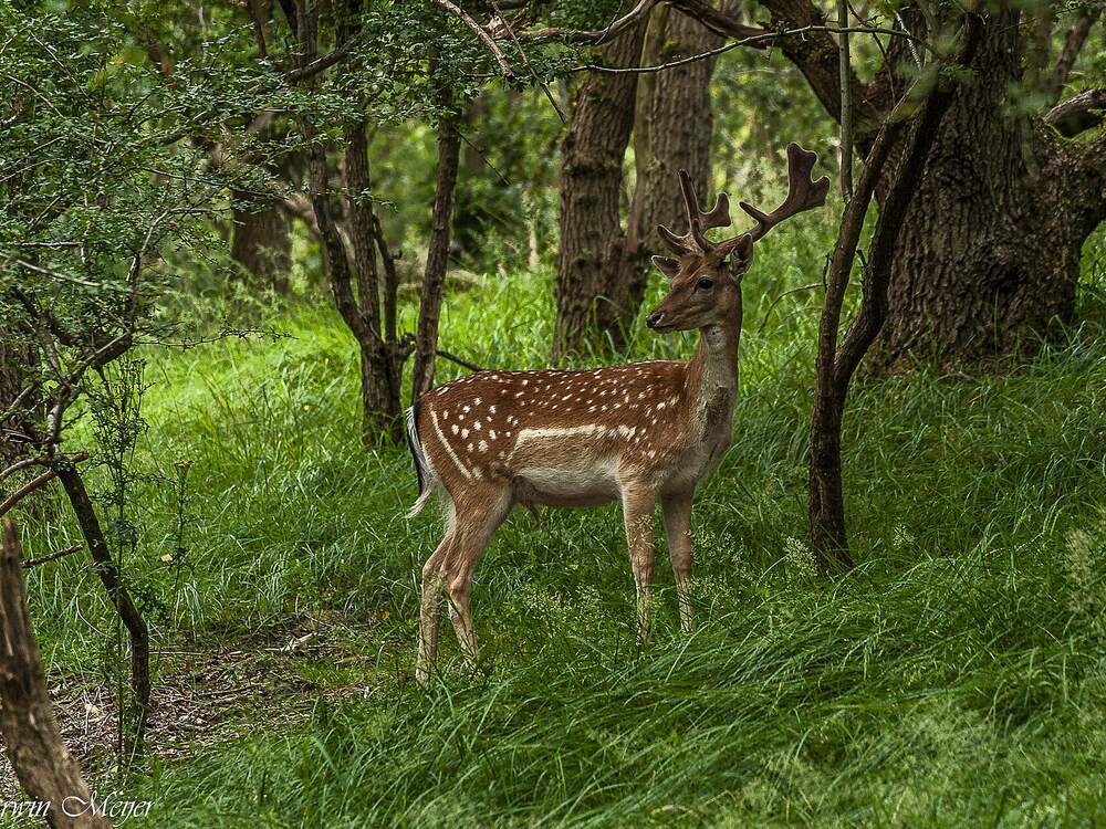 Een damhert tussen het gras en de bomen in de duinen bij Zandvoort